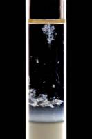 Méduse d'ADN - extraction de bulbe d'oignon